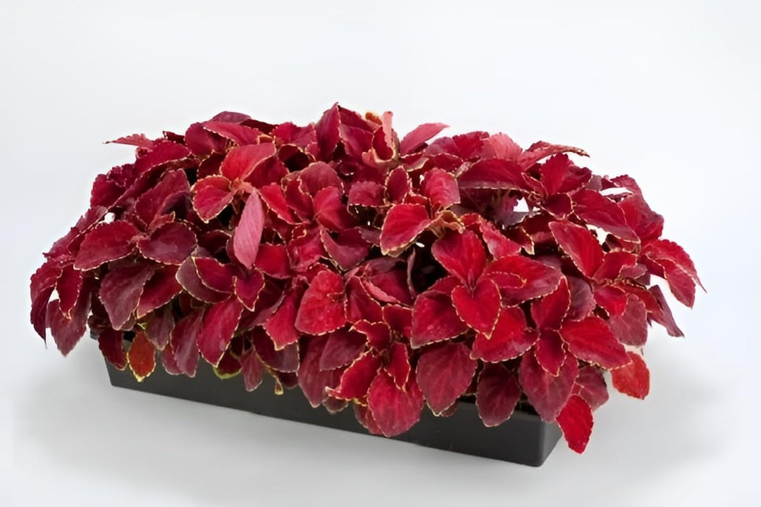Red White Coleus Plant Seeds for Planting 100 pcs