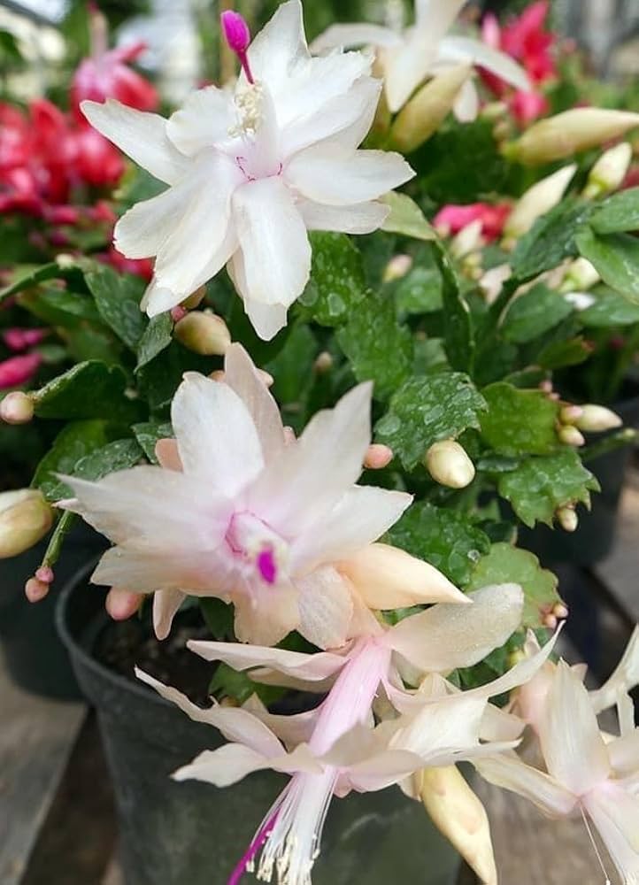 Schlumbergera Flower Seeds for Planting – 100 pcs Heirloom Non-GMO High Germination Organic Garden Seeds