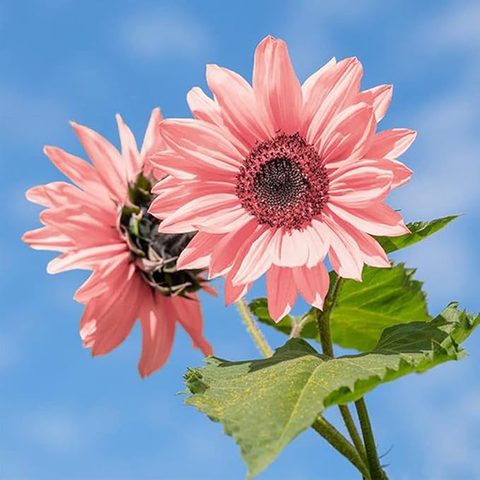 Baby Pink Sunflower Flower Seeds for Unique Gardens - 100 pcs