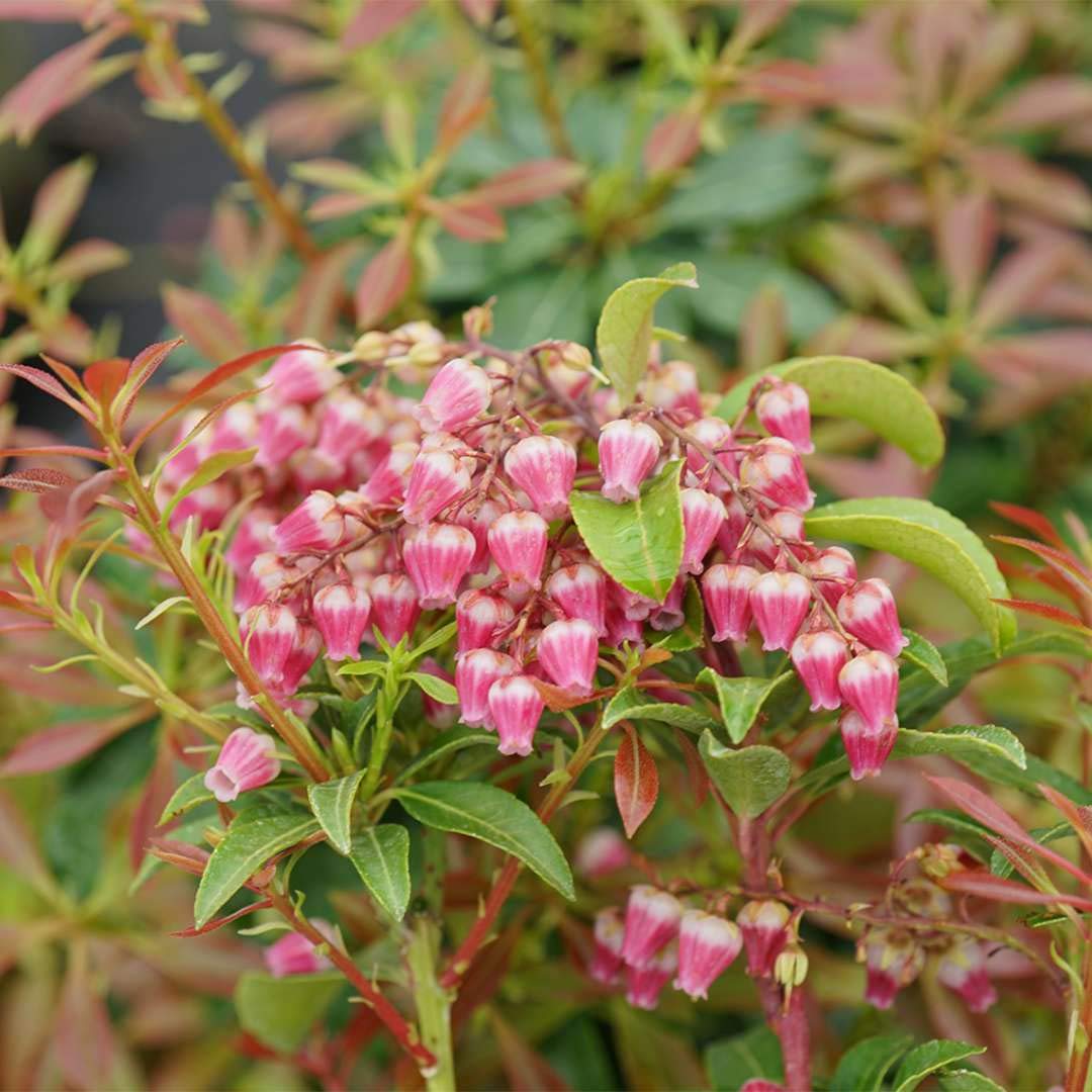 Rødklokke Orkidé Blomsterfrø 100 stk