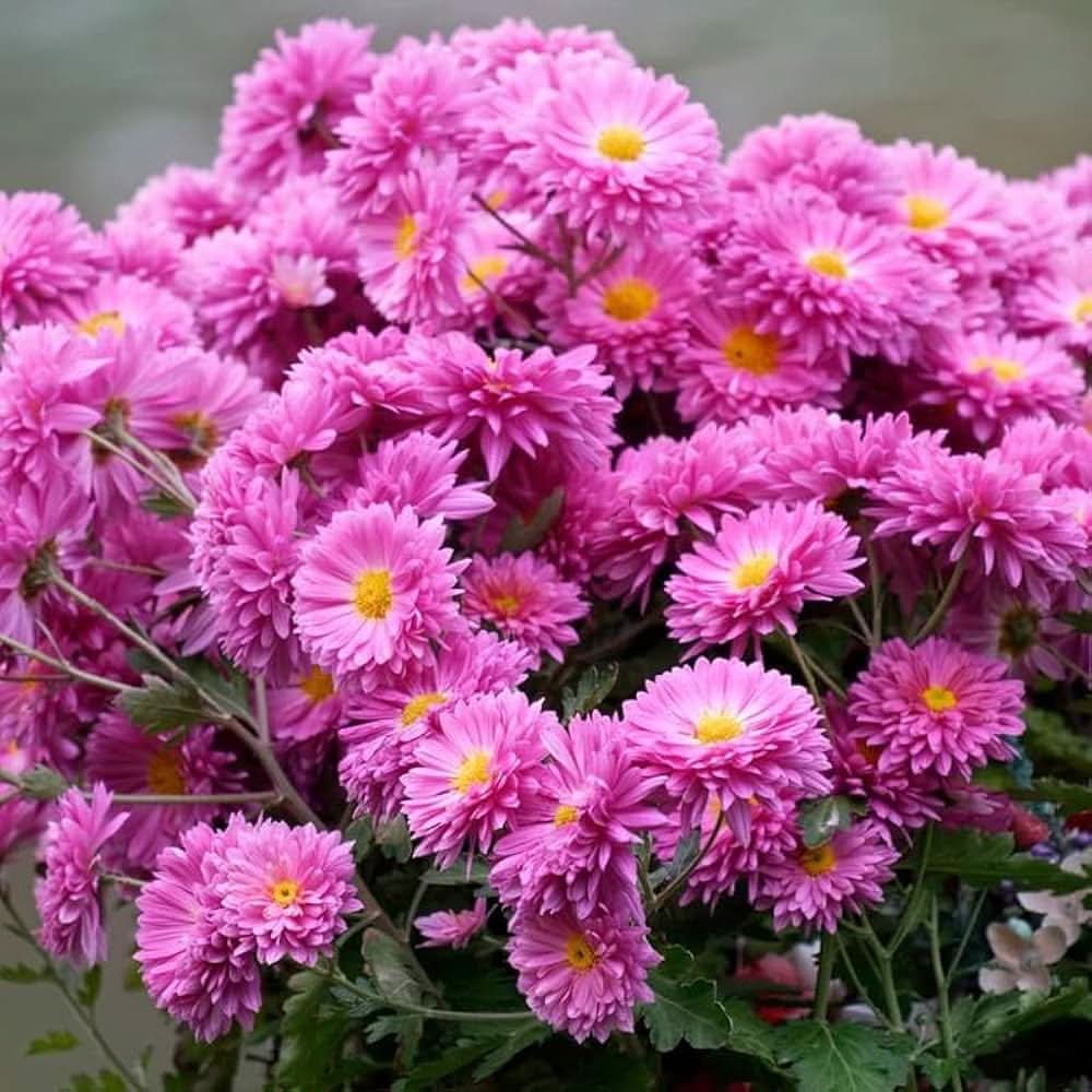 chrysanthemum indicum flower seeds