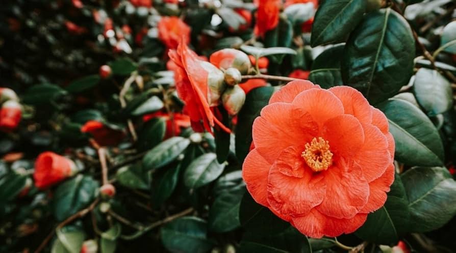 Camellia orange blomsterfrø til plantning - 100 stk