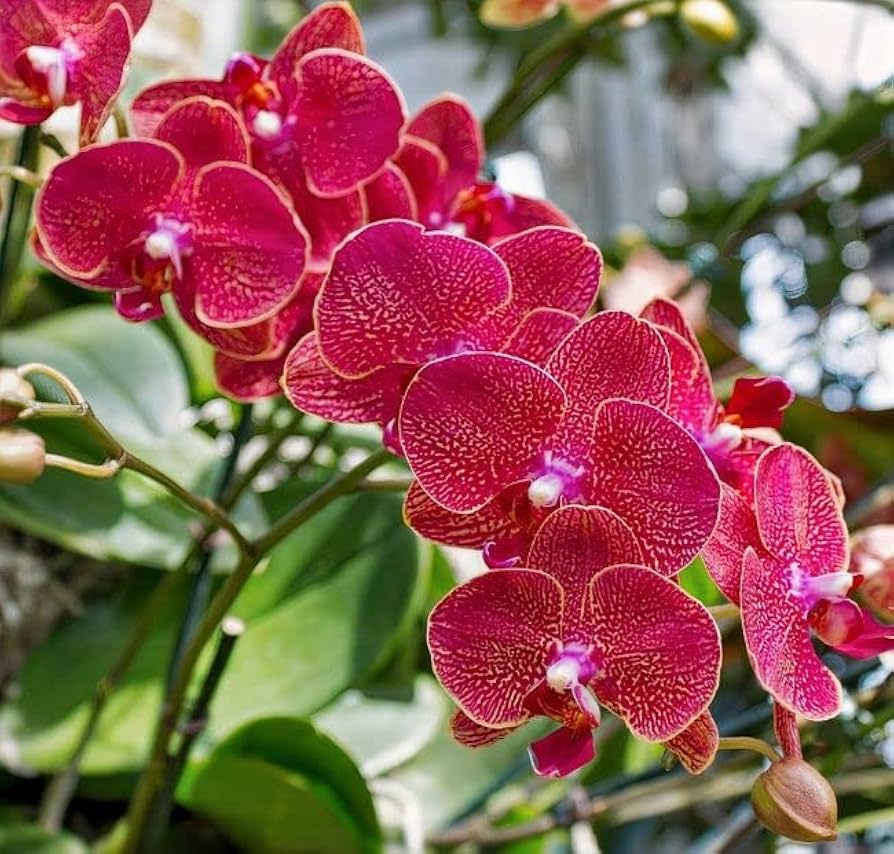 Deep Red Phalaenopsis Orchid Flower Seeds for Planting – Heirloom, Non-GMO, High Germination Organic Orchid Seeds