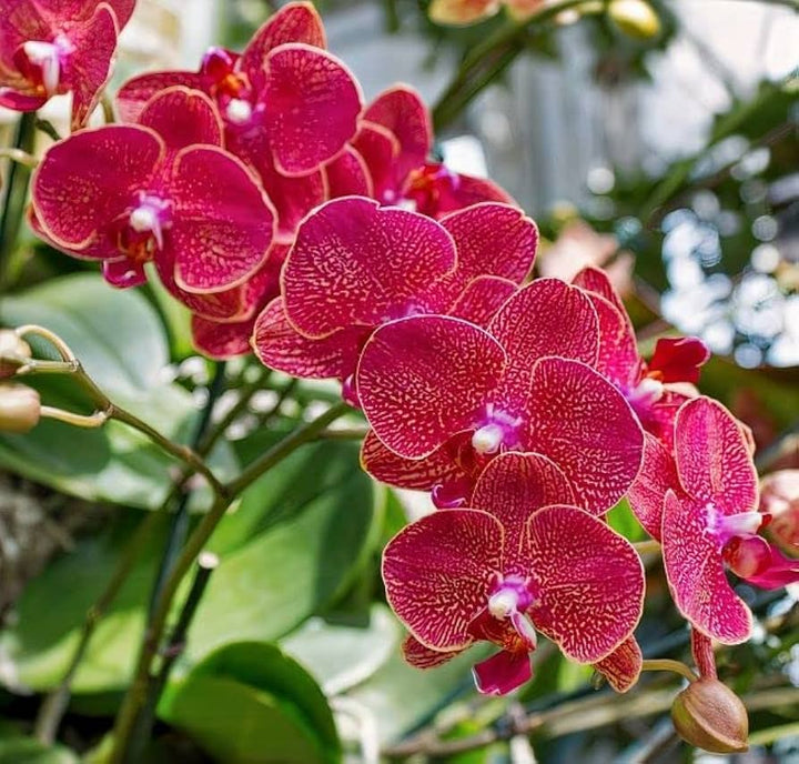 Deep Red Phalaenopsis Orchid Flower Seeds for Planting – Heirloom, Non-GMO, High Germination Organic Orchid Seeds