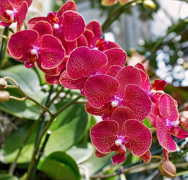 mixed phalaenopsis flower seeds