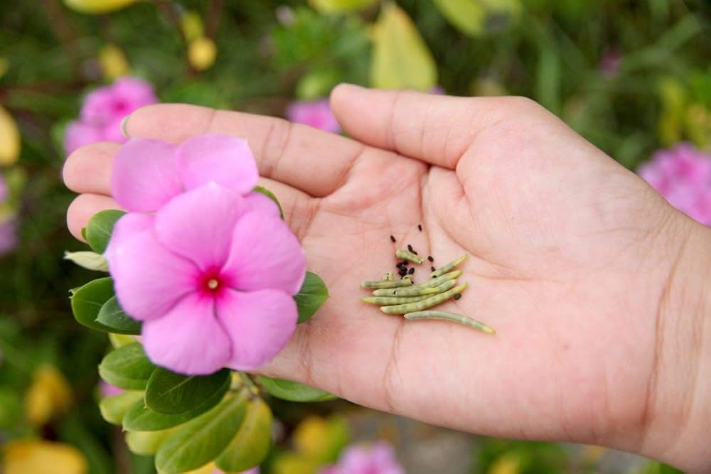 Tykke Pink Periwinkle Blomsterfrø til udplantning - 100 stk