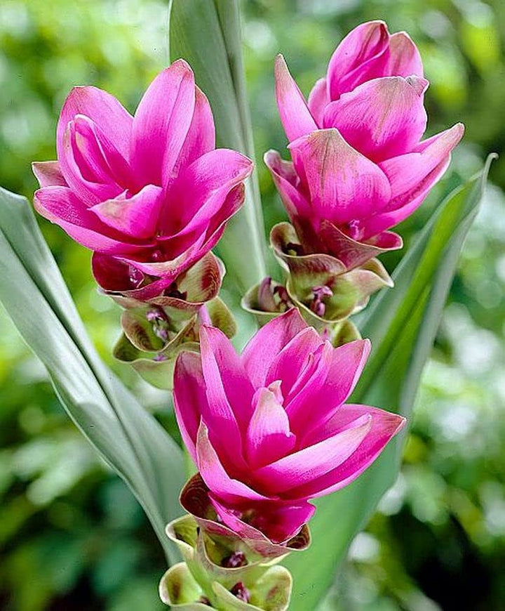 Rhizoma Curcuma Flower Seeds for Planting, Fresh, 100 pcs