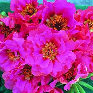 pink portulaca flower seeds