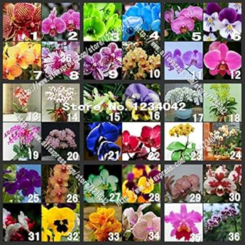 Flower Seeds, Seeds for Planting, Plant Seeds
