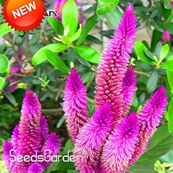 Flower Seeds, Seeds for Planting, Plant Seeds
