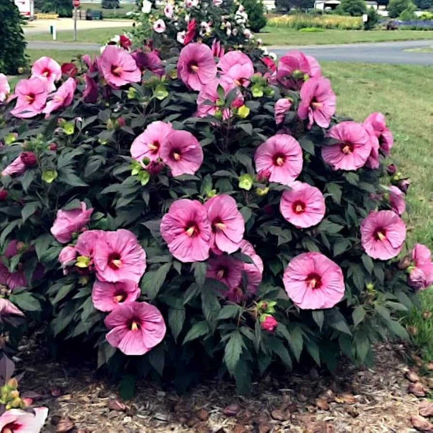 heirloom non flower seeds