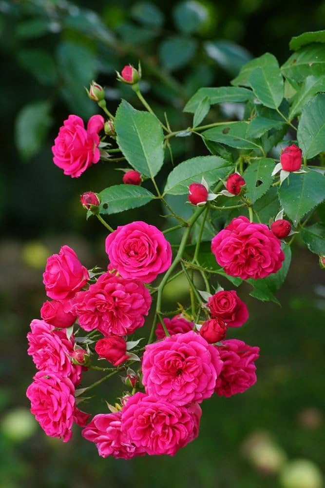 rose rosa flower seeds