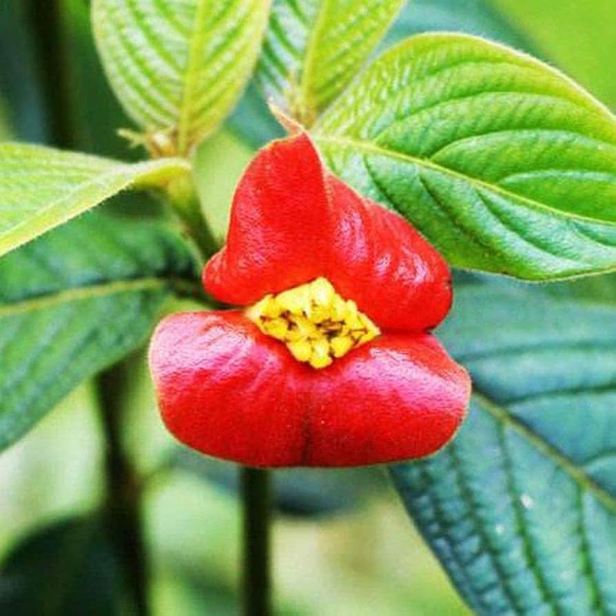 red psychotria flower seeds