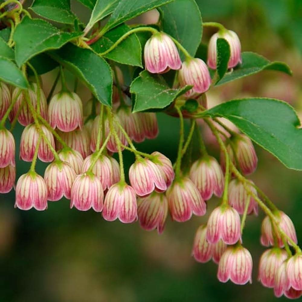 heirloom non flower seeds