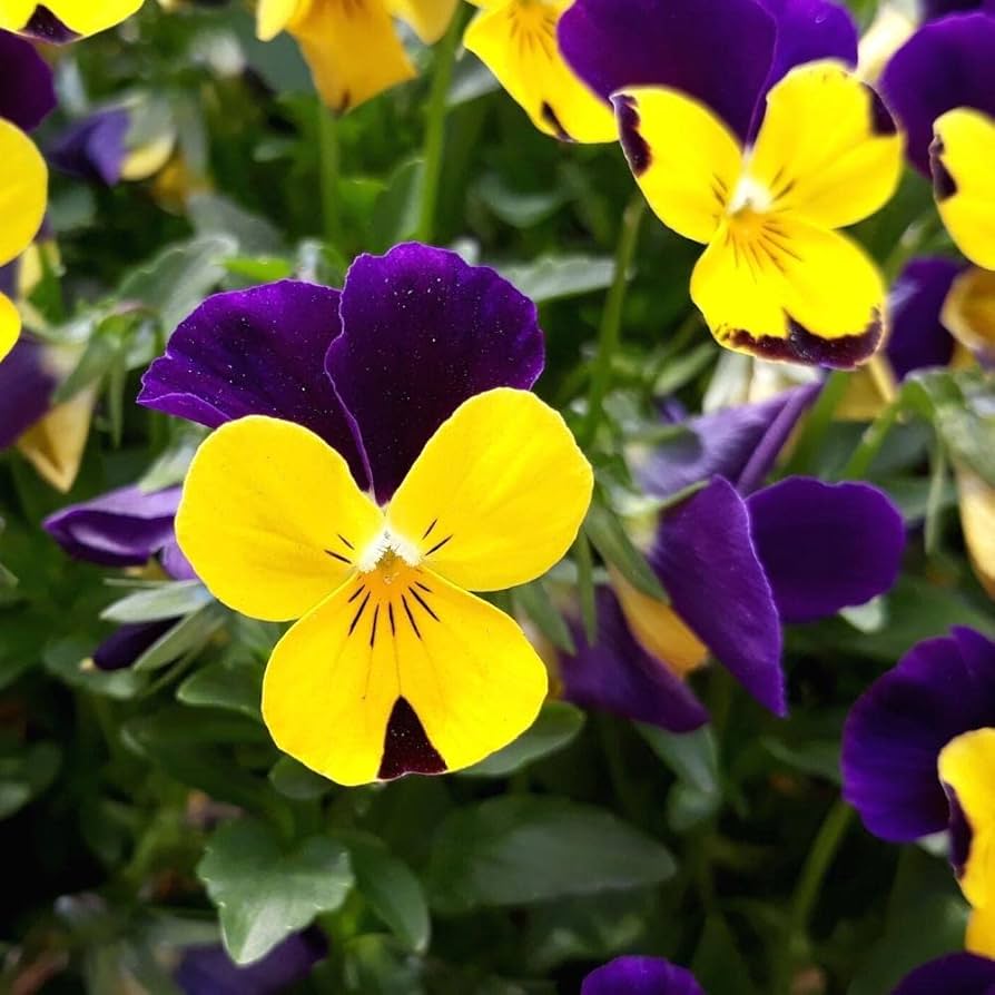 Blue Yellow Pansy Flower Seeds for Planting - 100 pcs