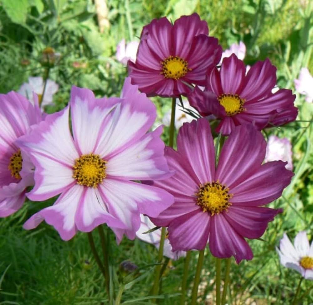 cosmos picotee flower seeds