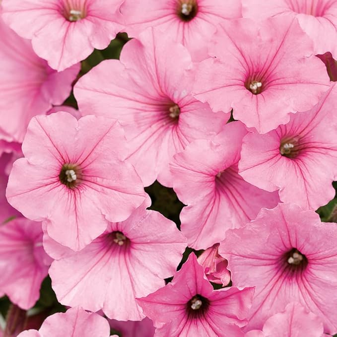 Light Pink Petunia Petals Flower Seeds for Planting - 100 pcs