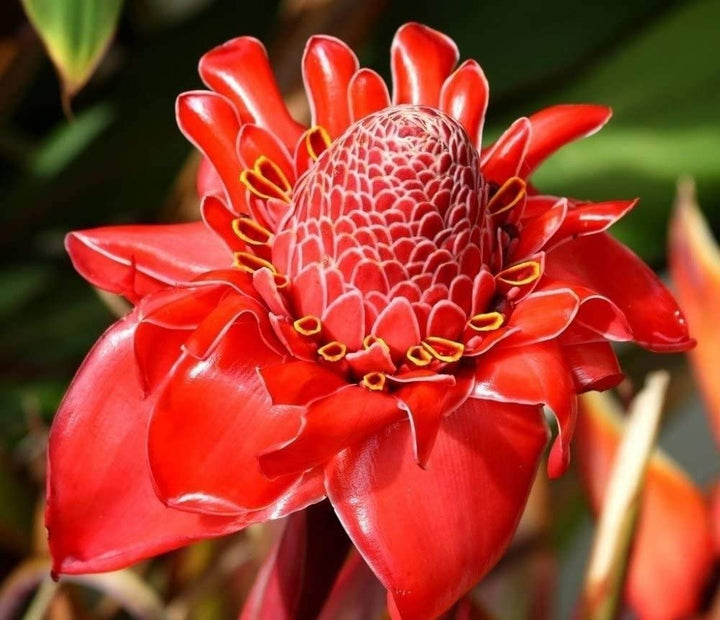 Etlingera Elatior Flower Seeds for Planting – 100 pcs, Heirloom, Non-GMO, High Germination