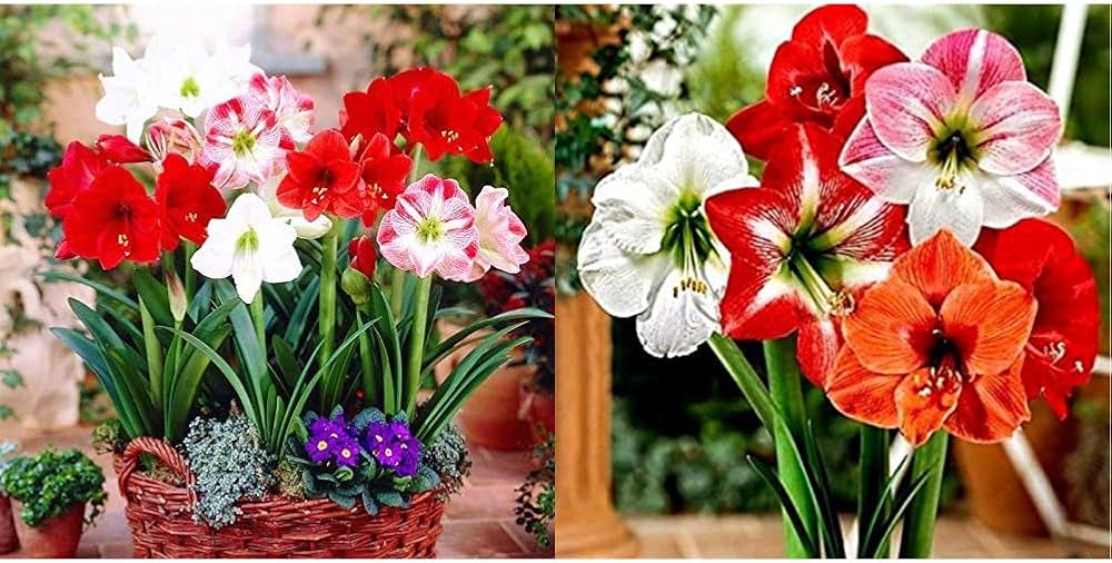 Amaryllis Barbados Blandede Farve Blomsterfrø til Plantning 100 stk