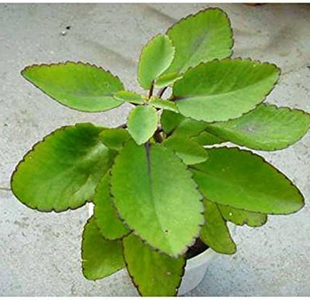 Heirloom Non-GMO Kalanchoe Pinnata Plant Seeds for Garden – Medicinal Succulent Variety