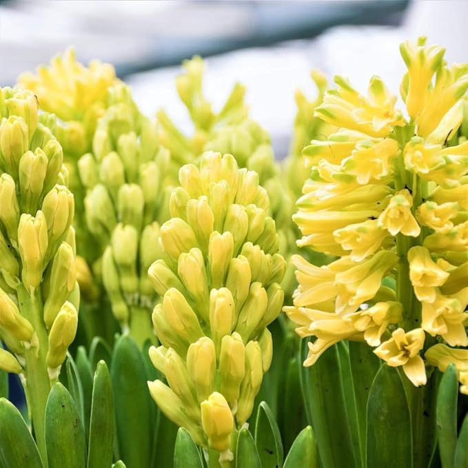 Organic Heirloom Non-GMO Yellow Hyacinth Seeds for Planting – Fragrant Spring Blooms