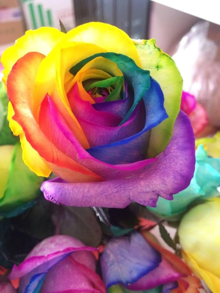 mystic rainbow flower seeds