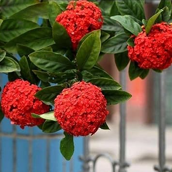 Flower Seeds, Seeds for Planting, Plant Seeds