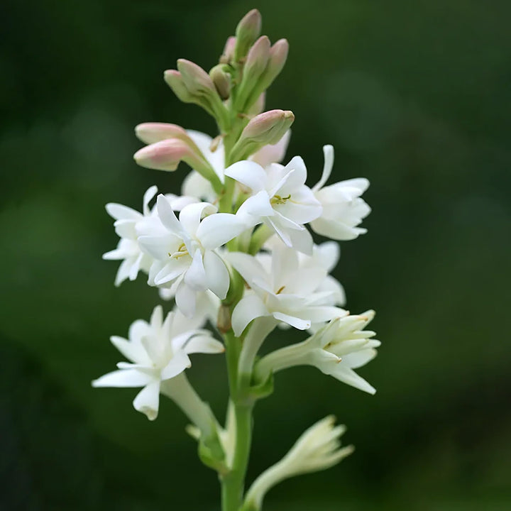 Lyseblå Hvid Duftende Fed Blomsterfrø til Plantning 100 stk