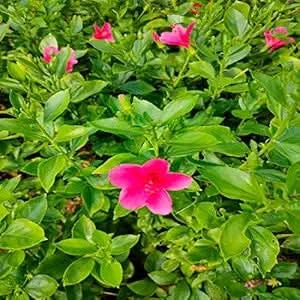 mini hibiscus flower seeds