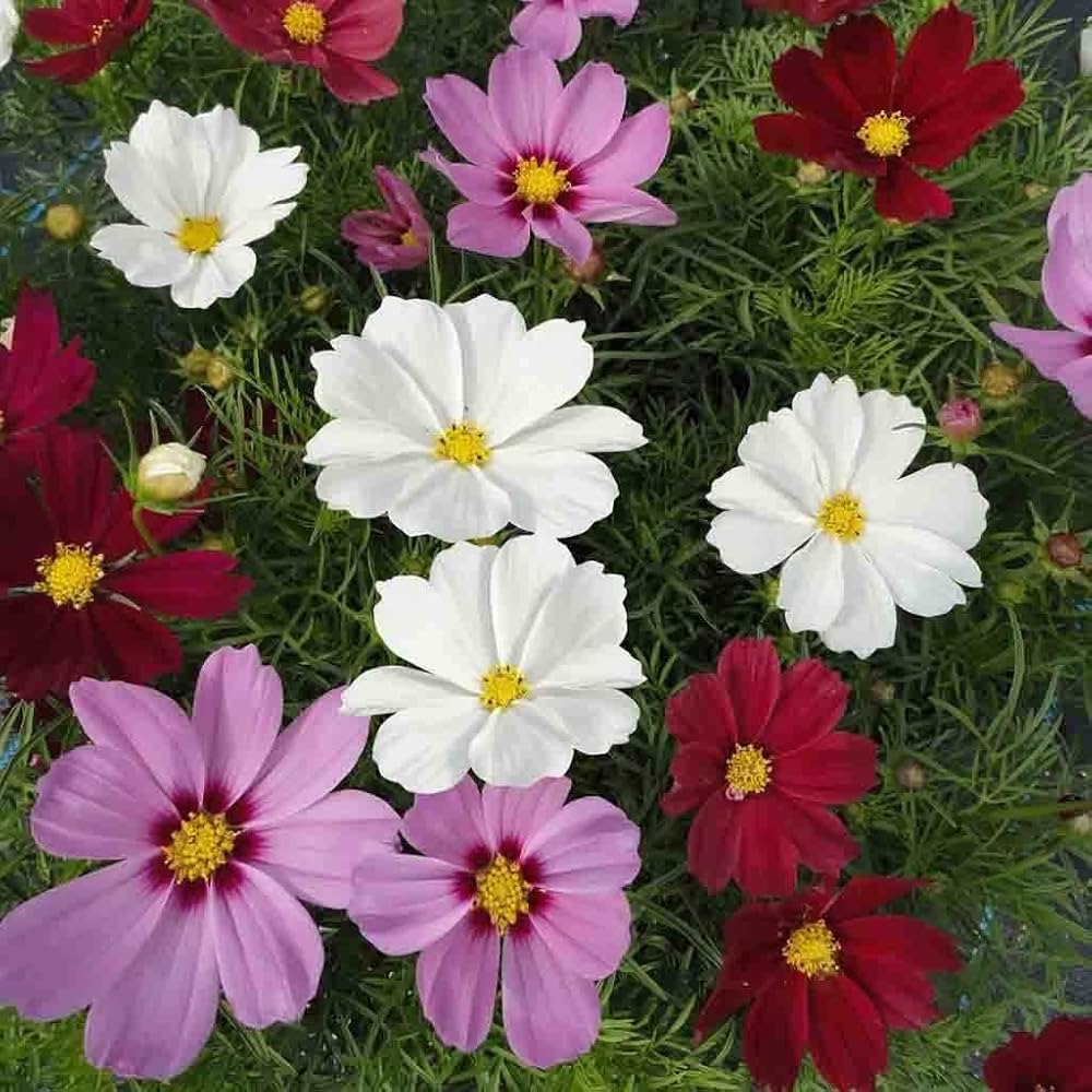 cosmos flores flower seeds