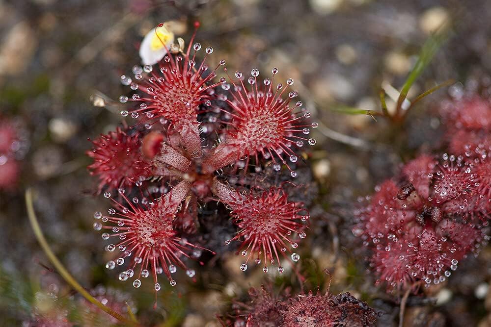 Flower Seeds, Seeds for Planting, Plant Seeds