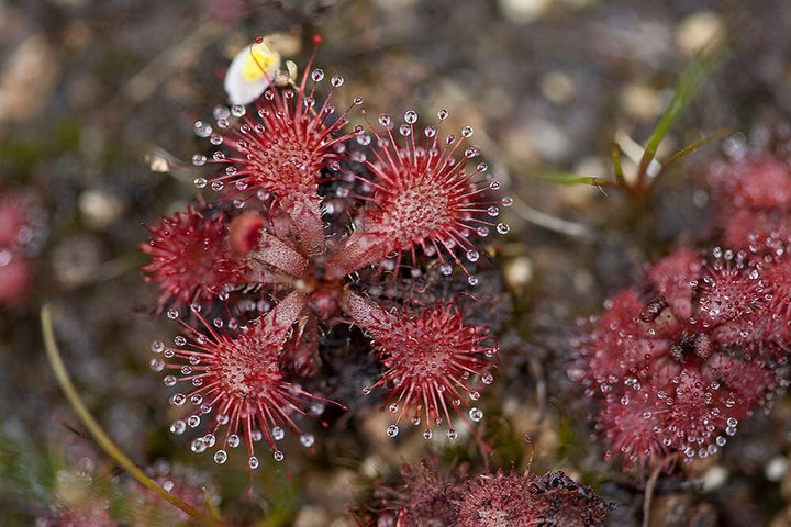 Flower Seeds, Seeds for Planting, Plant Seeds