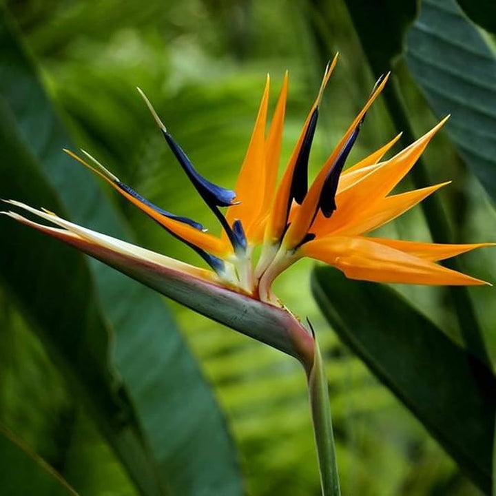 Green Strelitzia Reginae Flower Seeds for Planting – Heirloom, Non-GMO, High Germination Rare Tropical Bird of Paradise Seeds