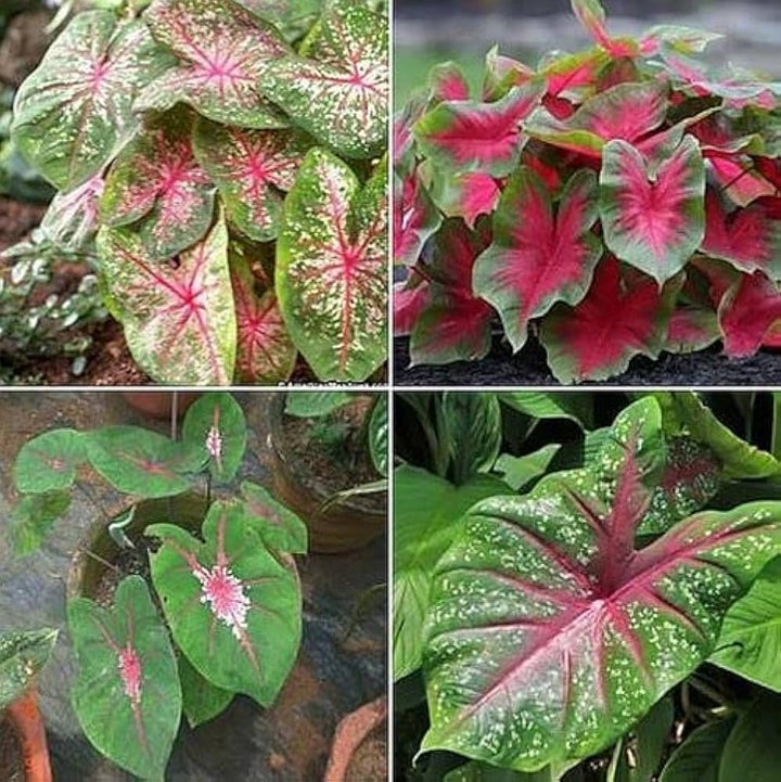 Caladium Bicolor Red Mix Flower Seeds for Planting 100 pcs