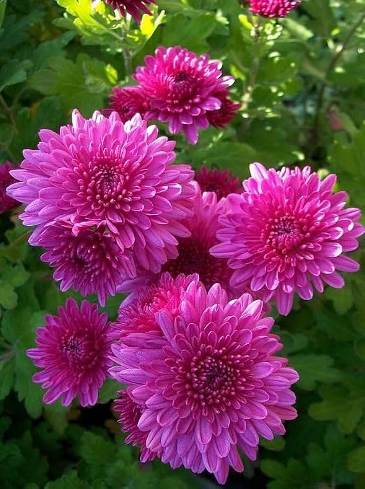 chrysanthemum polar flower seeds