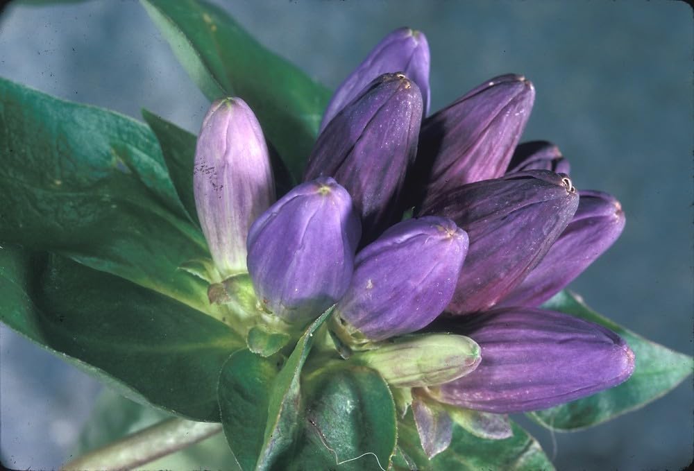 Flower Seeds, Seeds for Planting, Plant Seeds