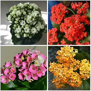 organic multi flower seeds