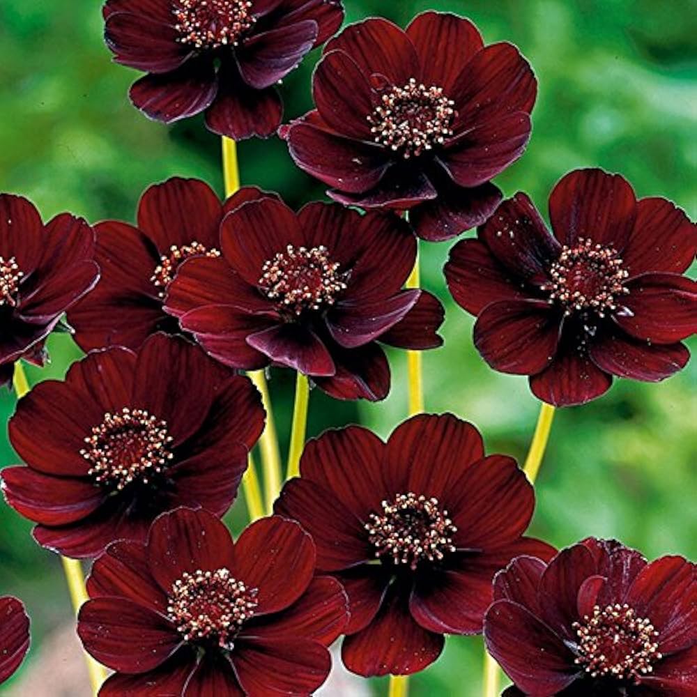 chocolate mint flower seeds