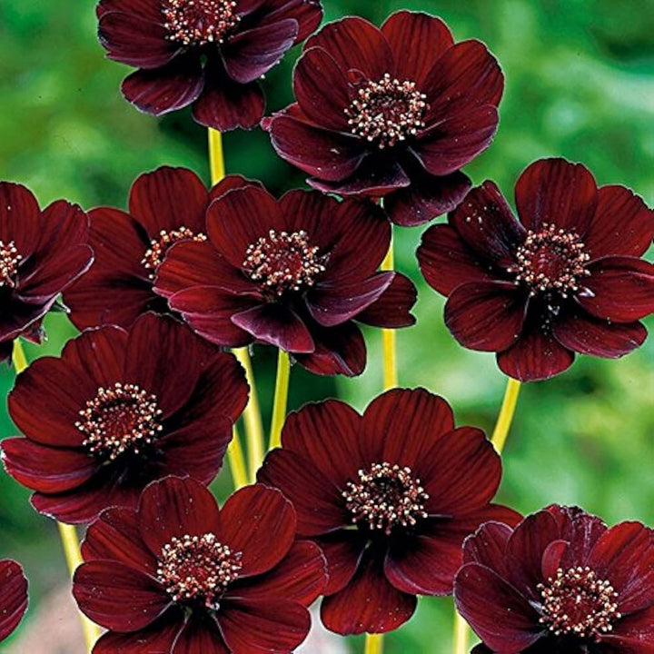 Chocolate Mint Rose Flower For Planting Flower Seeds for Home Garden Planting, Lush Organic