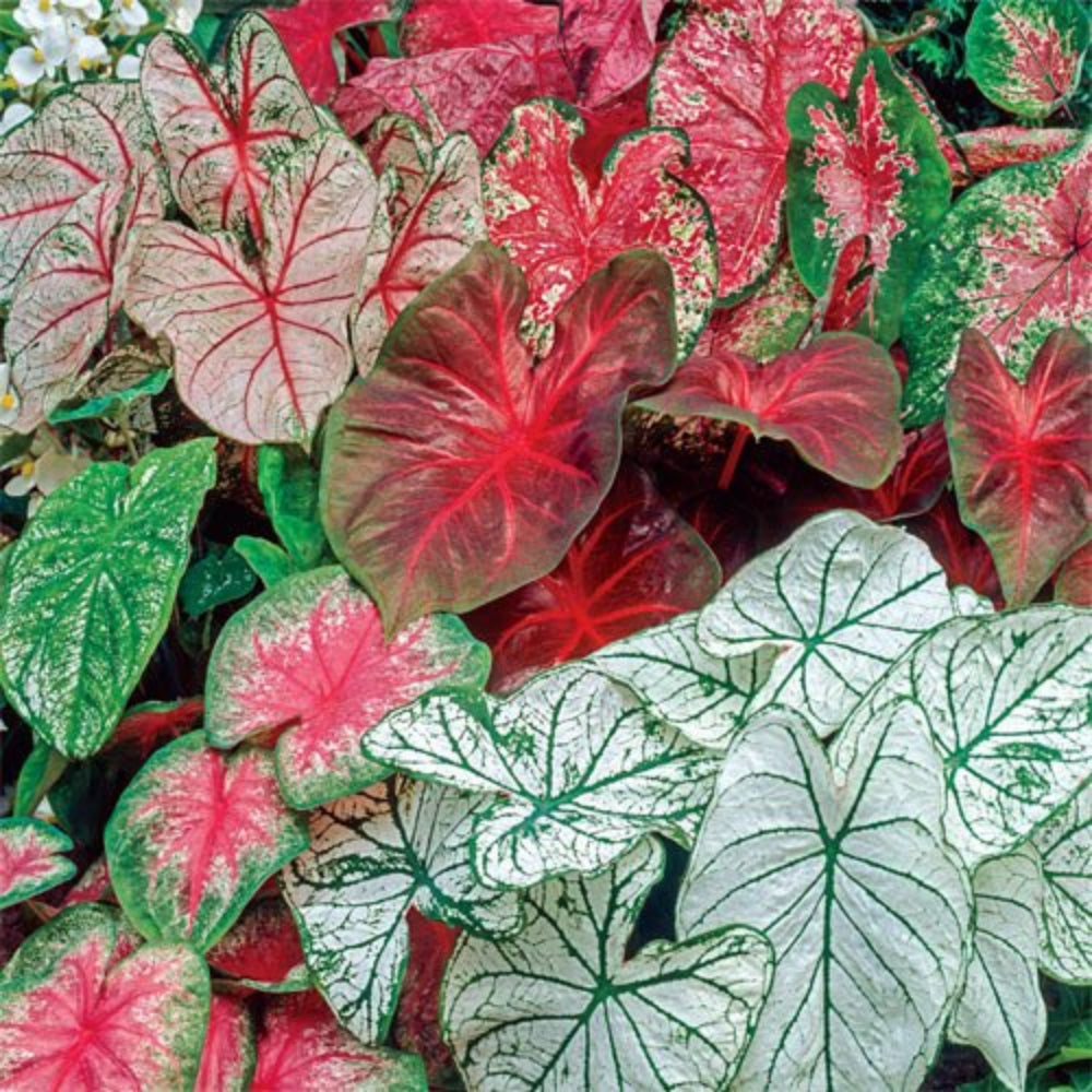 pink caladium flower seeds