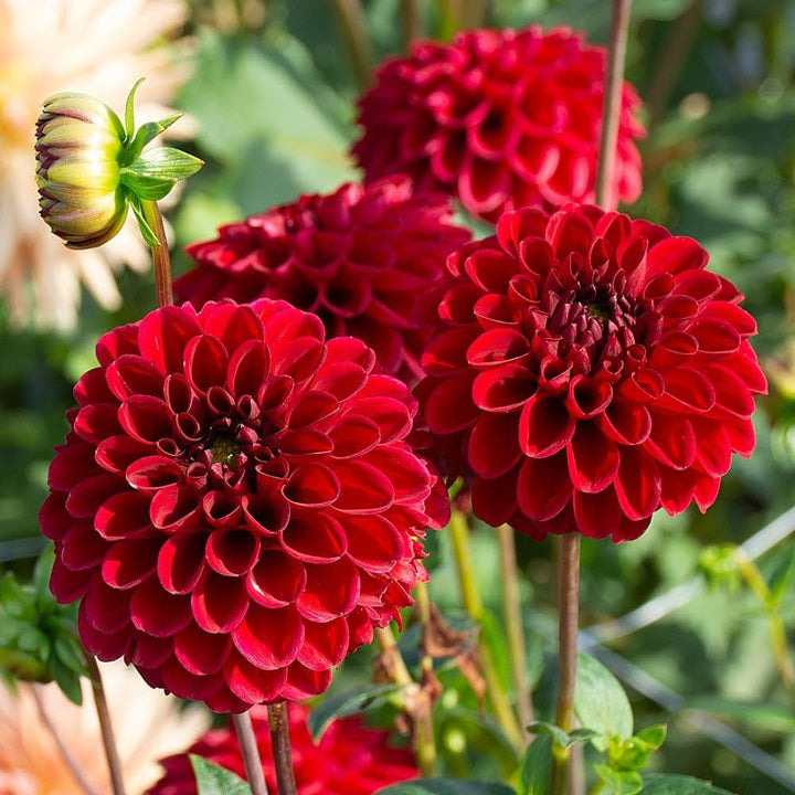 Røde Dahlia Blomsterfrø til udplantning, 100 stk