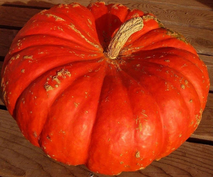 Red Pumpkin Seeds for Planting