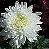 white spider flower seeds