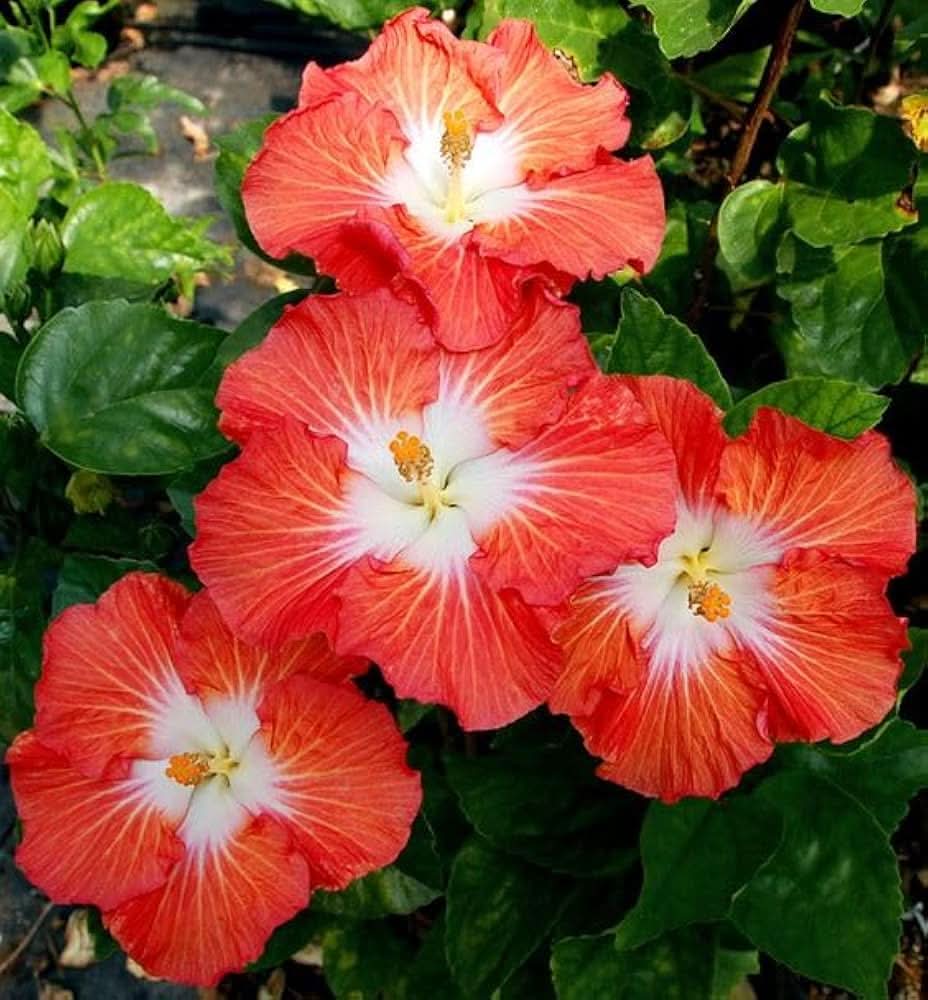 orange white flower seeds