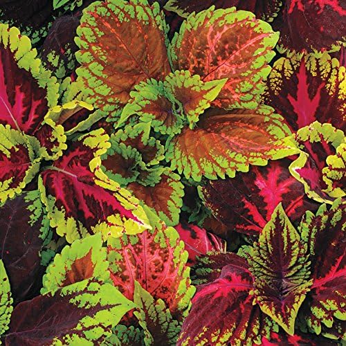 coleus plectranthus flower seeds