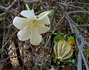 Flower Seeds, Seeds for Planting, Plant Seeds