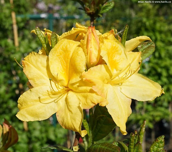 Light Yellow Azalea Flower Seeds for Planting – Heirloom, Non-GMO, High Germination Bright Ornamental Shrub Seeds