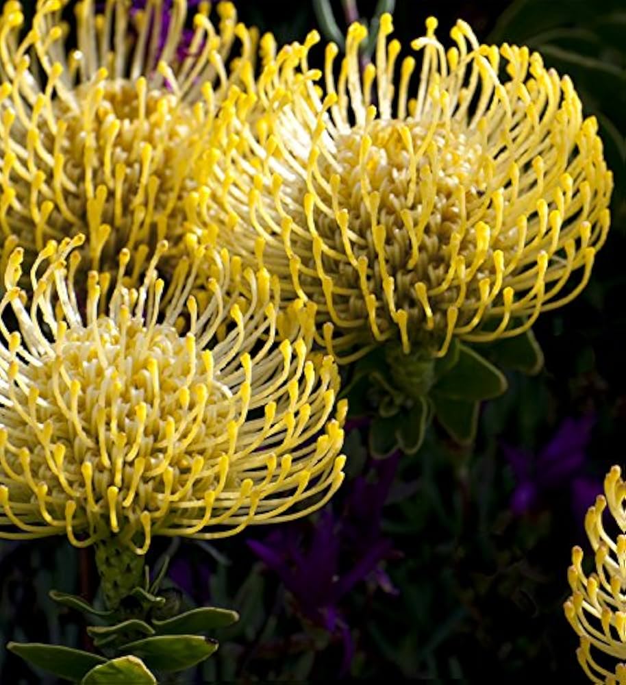 leucospermum cordifolium flower seeds
