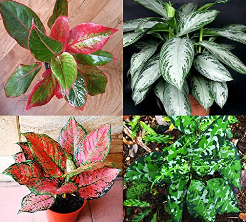 Aglaonema Pink Mix Plant Seeds for Planting 100 pcs