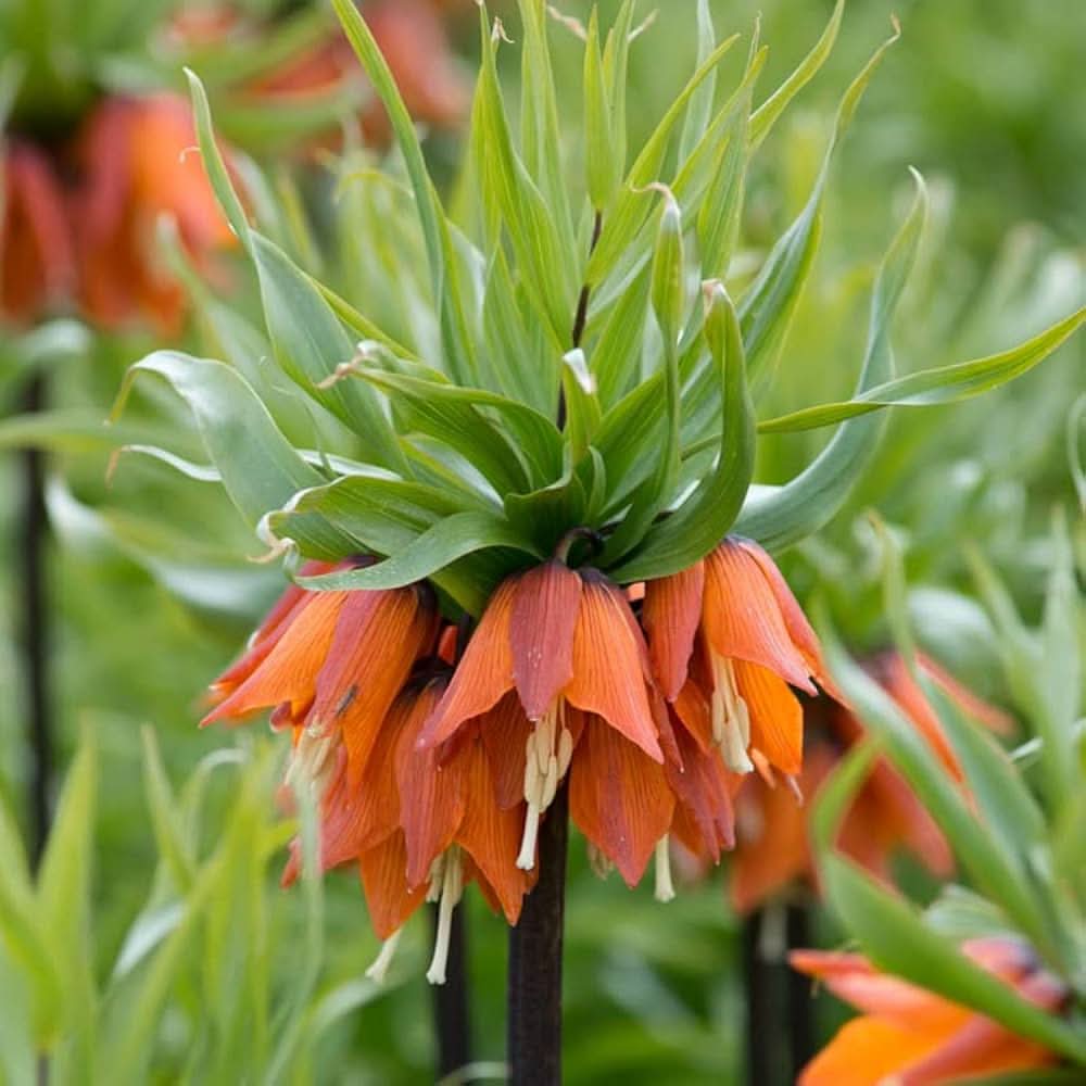 crown imperial flower seeds